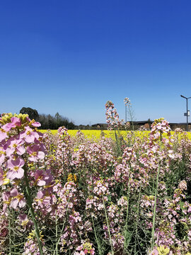 五彩油菜花