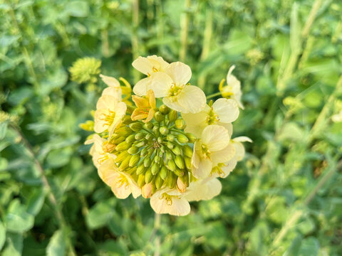 淡黄色油菜花