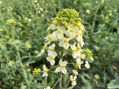 白色油菜花