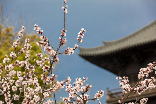 樱花背景