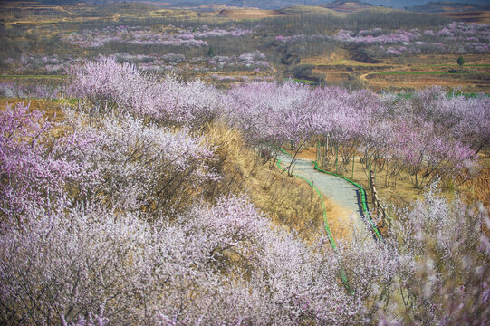 桃花节