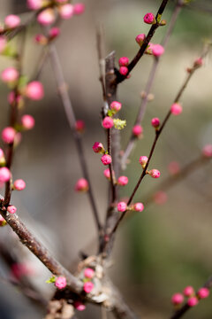 花苞