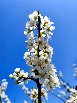 李子开花