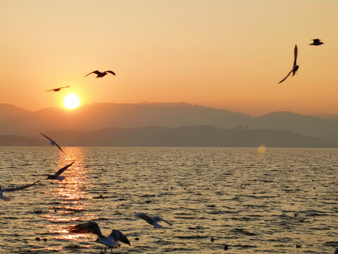 日出与海鸥