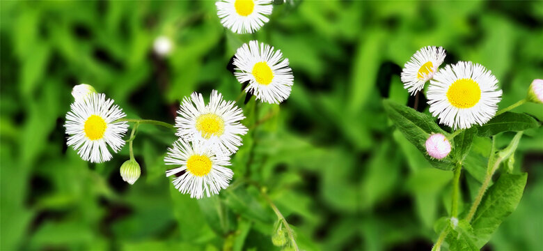 养眼小菊花绿色背景