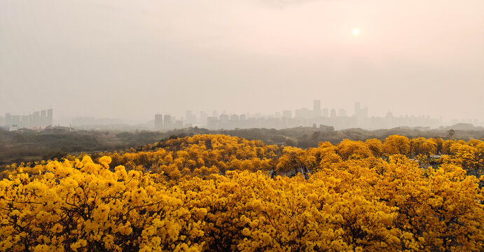 黄花风铃木