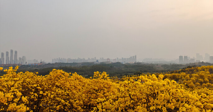 黄花风铃木