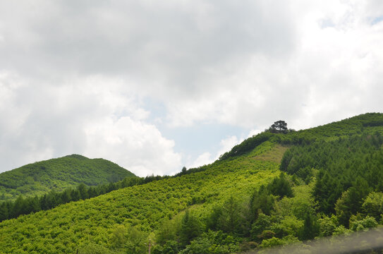 云压山顶松且挺