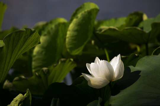 白色荷花特写