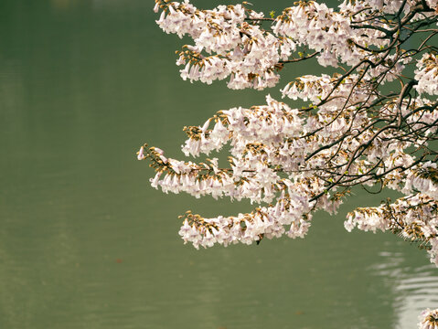 紫色泡桐花