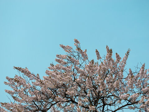 紫色泡桐花