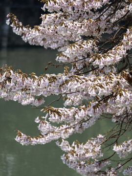 紫色泡桐花