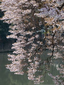 紫色泡桐花