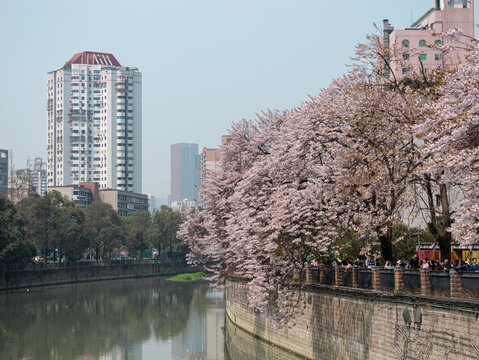 泡桐树花