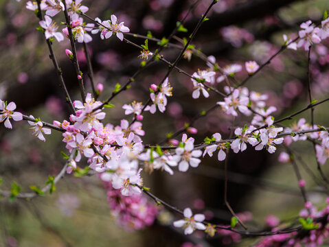 樱花