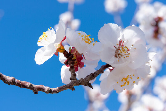 山桃花