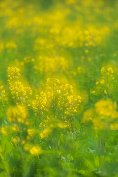 油菜花