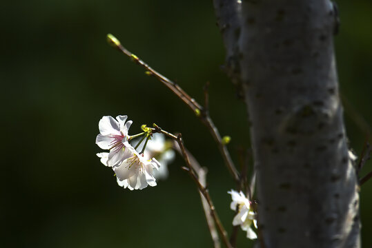 樱花特写