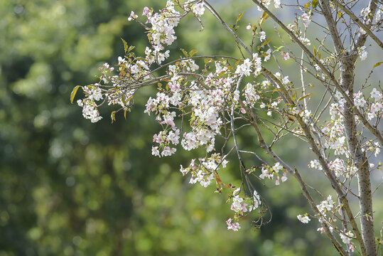 樱花特写