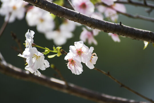 樱花特写