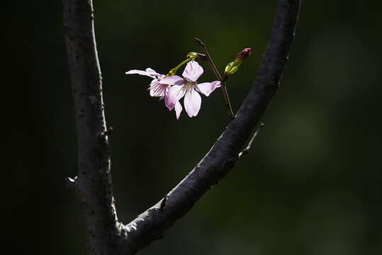 樱花特写