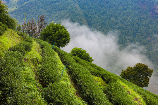 茶山