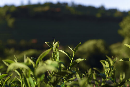 茶芽