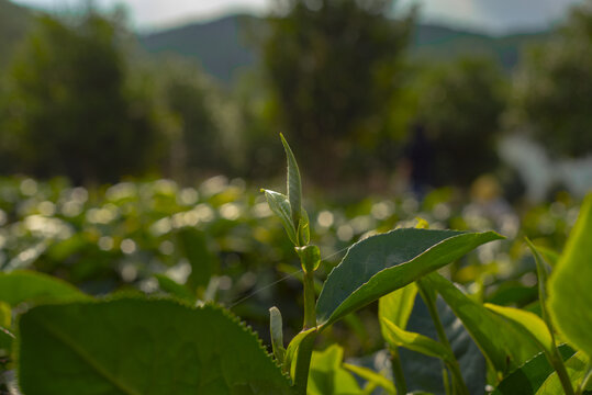 白茶茶芽