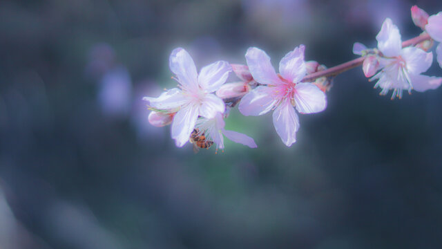 桃花和蜜蜂