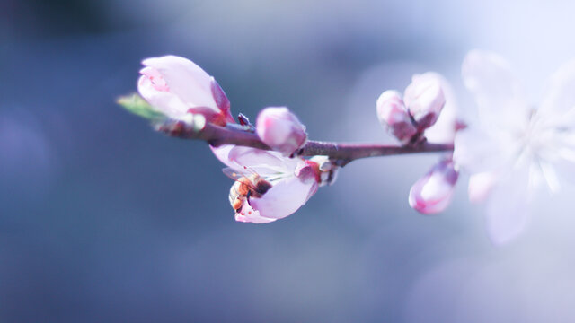 桃花和蜜蜂