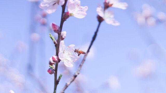 桃花和蜜蜂