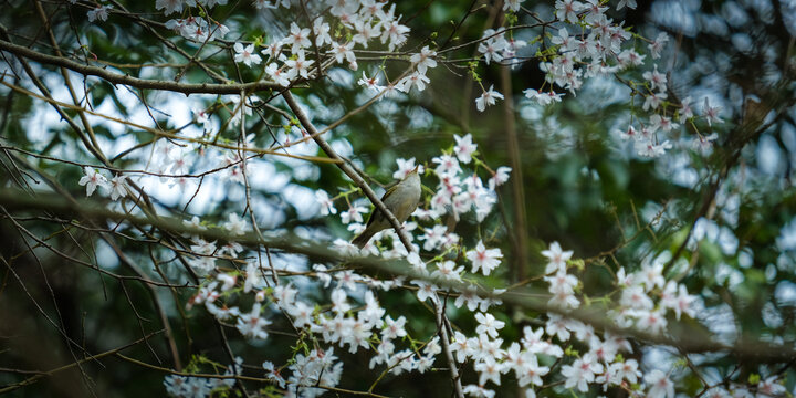 小鸟与鲜花