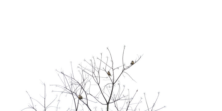 小鸟和树