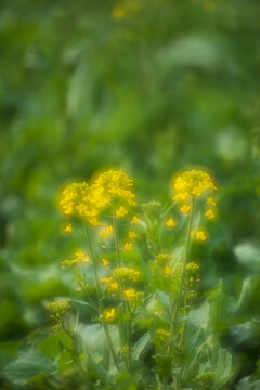 油菜花