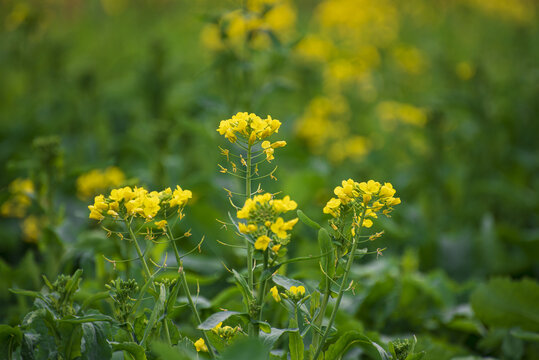 油菜花