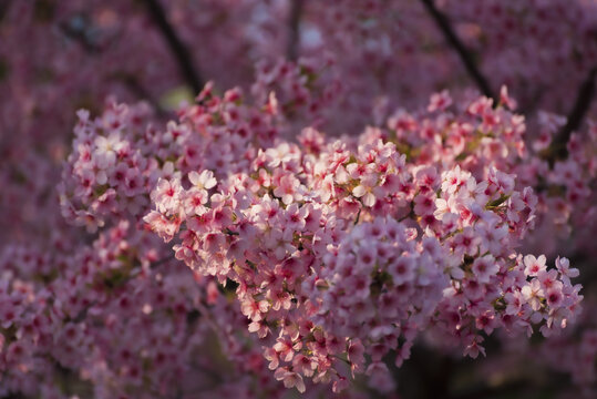 樱花