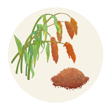 手繪水彩農(nóng)產(chǎn)品高粱