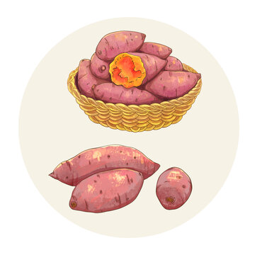 手绘水彩农产品红薯