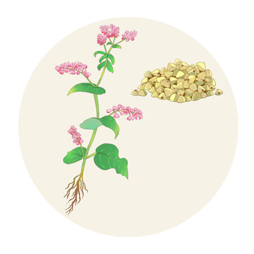 手繪水彩農(nóng)產(chǎn)品蕎麥