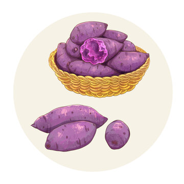手绘水彩农产品紫薯