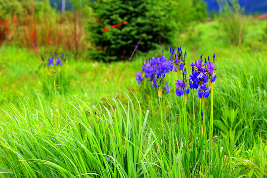 草地蓝色野花