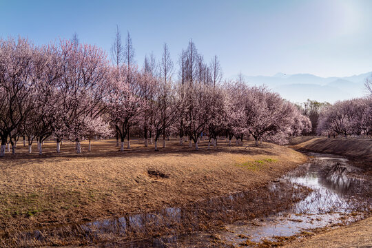 北京奥森公园的桃花全景