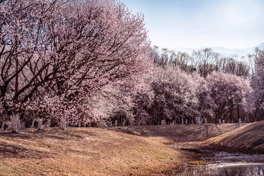 北京奥森公园的桃花全景