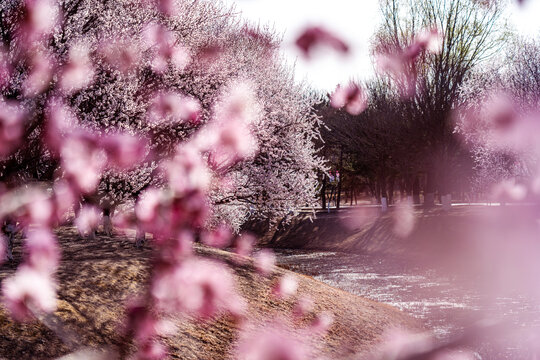 北京奥森公园的桃花特写