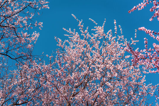 北京奥森公园的桃花特写