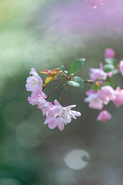 春天粉色花海棠花