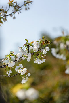春天的花卉樱花背景素材