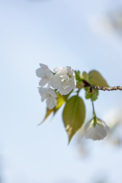 春天的花卉白色的花樱花