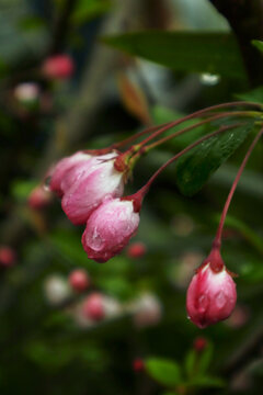 雨后花苞