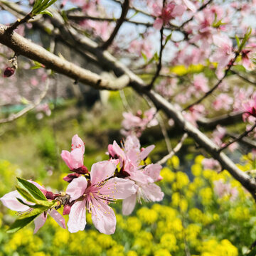 桃花